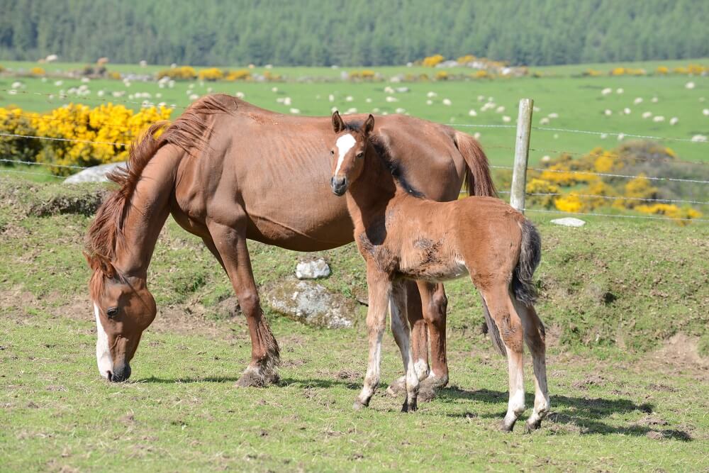 Expat Morgans leading sport stud farm in Europe